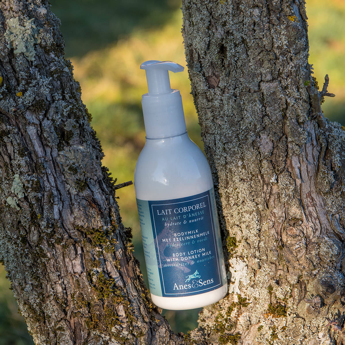 Lait d'ânesse corporel – Image 2